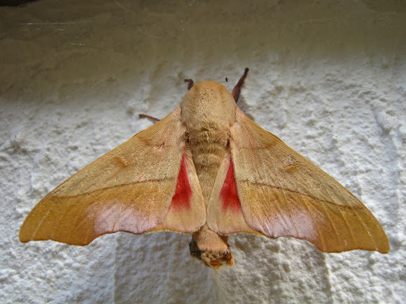 Spotting Image 1