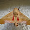 Syssphinx molina Moth
