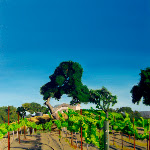 Baehner Fournier Vineyards - 1