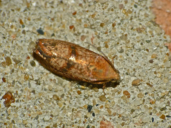 Spotting Image 1