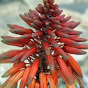 Aloe