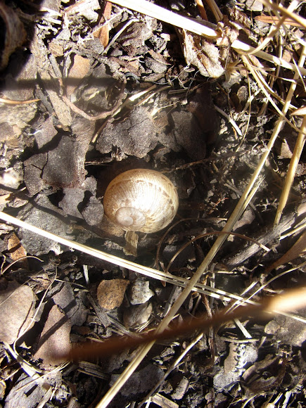 Spotting Image 1