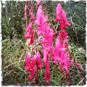 Common Heath