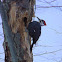 Pileated Woodpecker