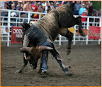 bullriding.jpg