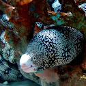 Snowflake Moray Eel