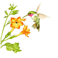 colibri