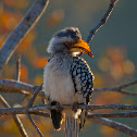 Southern Yellow-billed Hornbill
