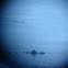 Southern Sea Otter