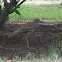 Eurasian Stone - Curlew