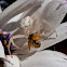 Crab spider