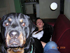Rotweiller Busca Novia