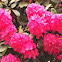 Rhododendron