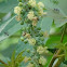Castor oil plant  