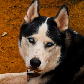 by Tom Gwinn - Pets Dogs