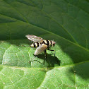 Australian Leafroller Tachinid