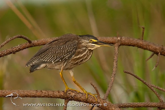 Spotting Image 1