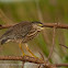 Striated heron