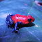 Blue jeans dart frog