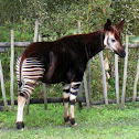 Okapi