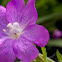 Great Willowherb