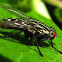 Flesh Fly