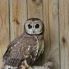 Marsh Owl