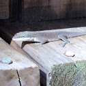 Green anole