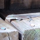 Green anole