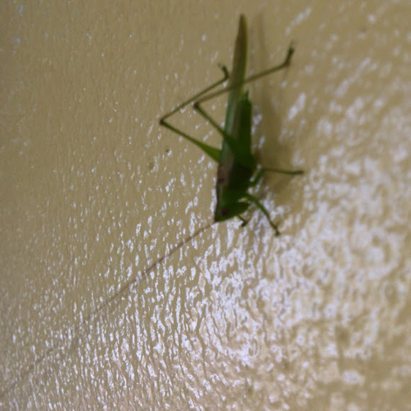 Spotting Image 1