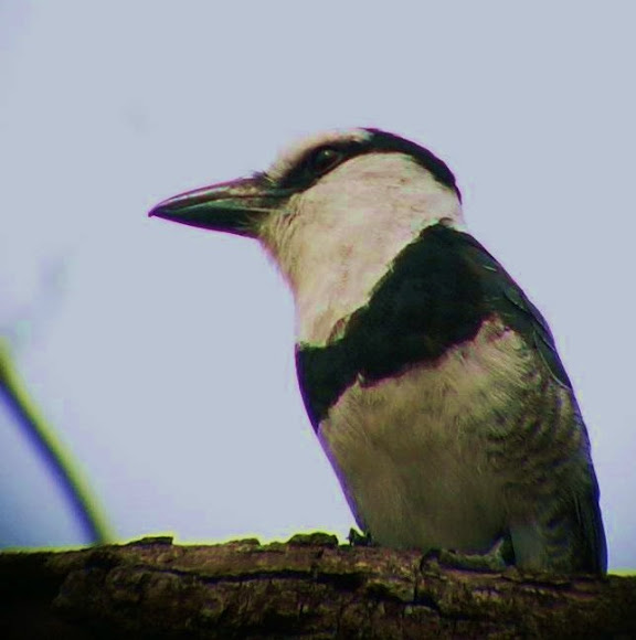 Spotting Image 1