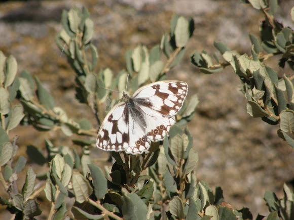 Spotting Image 1