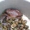 Crab