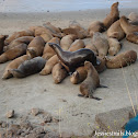 California Sea Lion