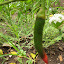 Cayenne