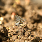 Common Zebra Blue