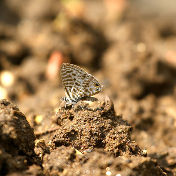 Spotting Image 1