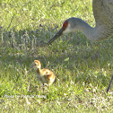 Florida Sandhill Crane
