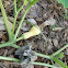 Butternut squash