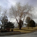 Weeping Willow