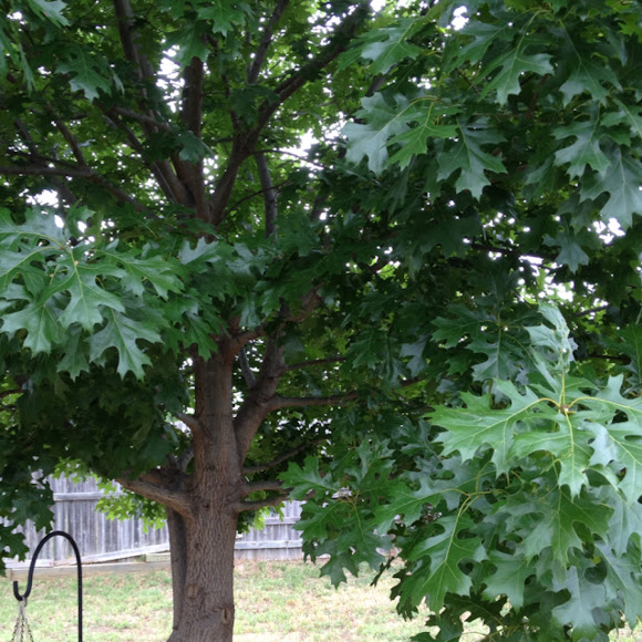Spotting Image 1