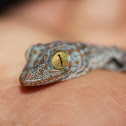 Gecko