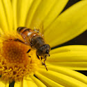 Hoverfly