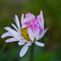 English daisy