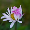 English daisy