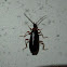 Fire-colored Beetle