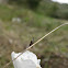 longhorn moth