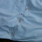 Raccoon prints