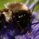 European honeybee