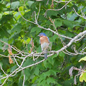 Eastern Bluebird